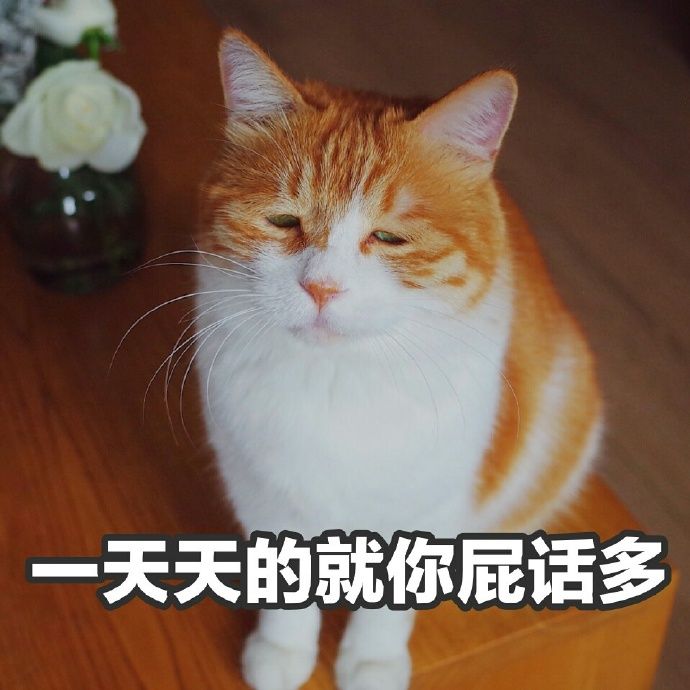 表情你在玩火丧猫大全图片下载|表情你在玩a表情萌坐着的图片女人女人图片