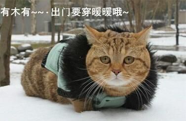 图片降温了好冷天气水印表情无表情v1.0我怎么就管不住自己的手高清图图片
