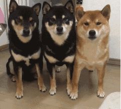 抖音三只柴犬出列表情包 v1.